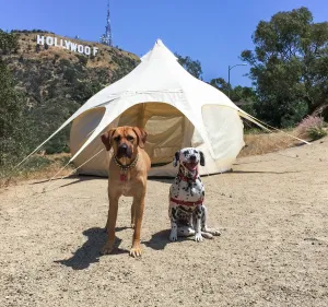 10ft Lotus Belle Air Beam Bud Tent