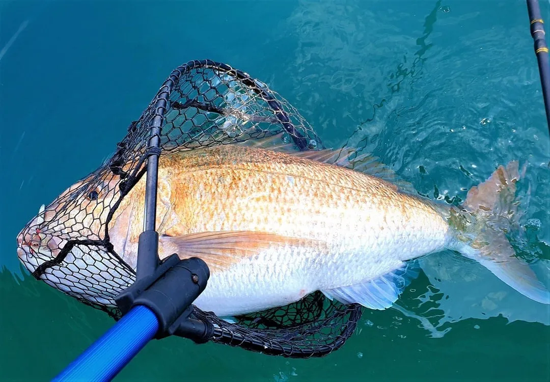 Catch Telescopic and Folding Rubber Landing Net